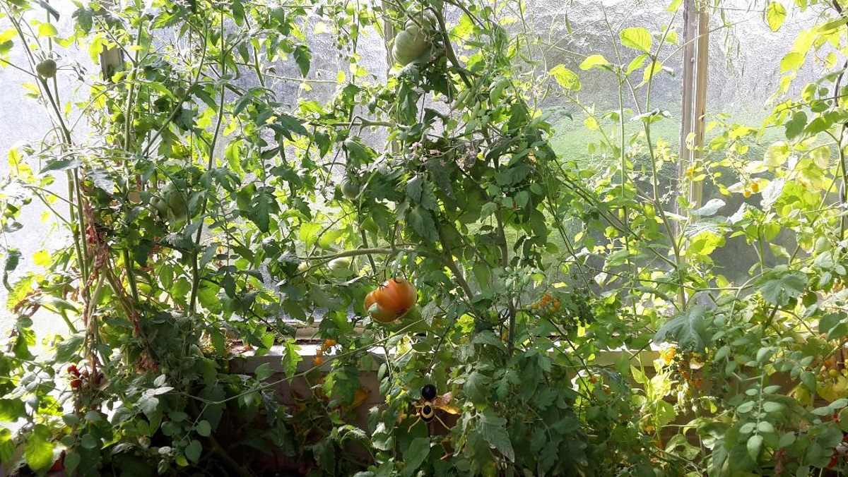 Tomaten gießen, aber richtig !! Garten Wissen