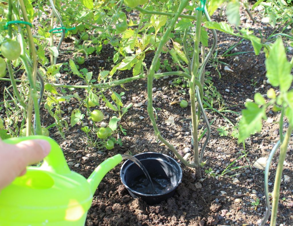 Tomaten gießen, aber richtig !! | Garten Wissen