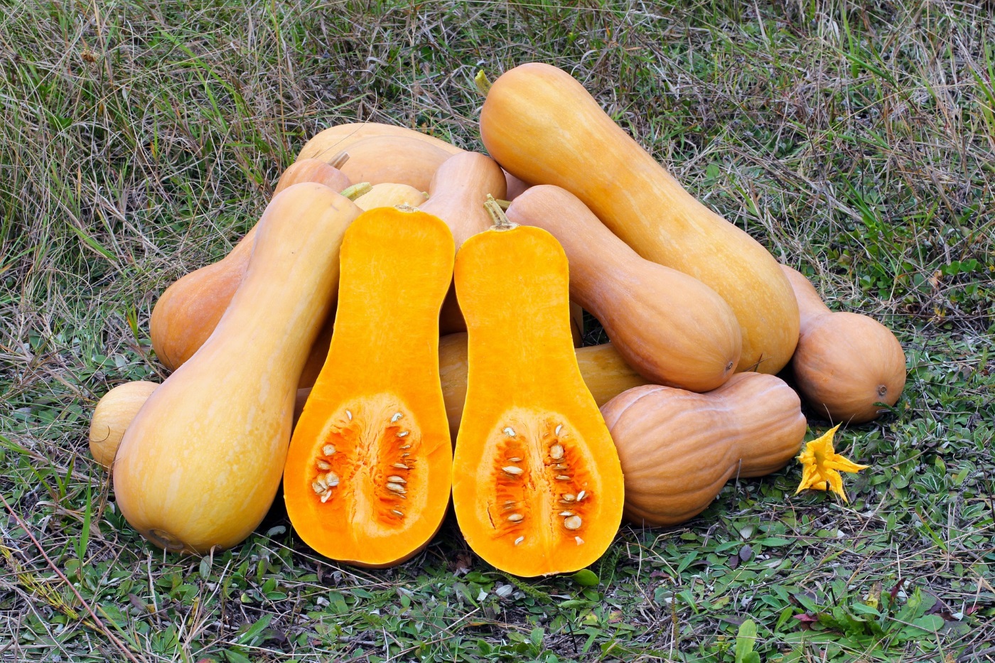 Butternut Kürbis aus Samen ziehen | Garten Wissen