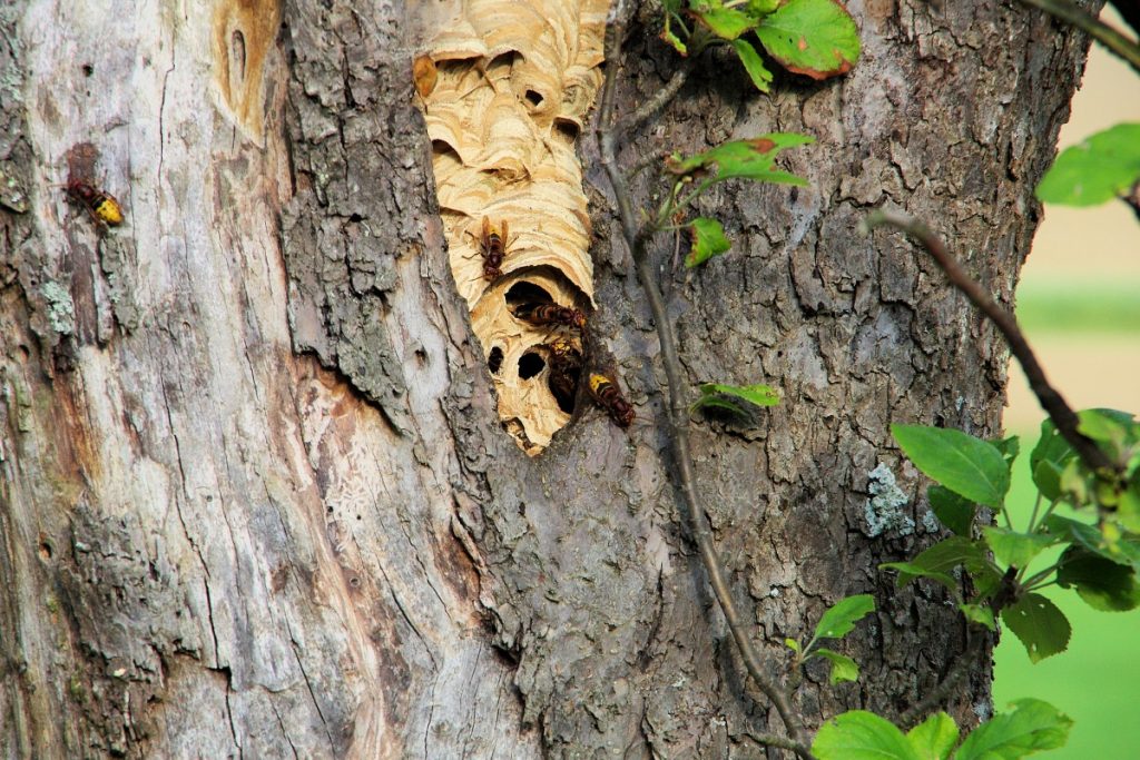 Hornissennest im Garten