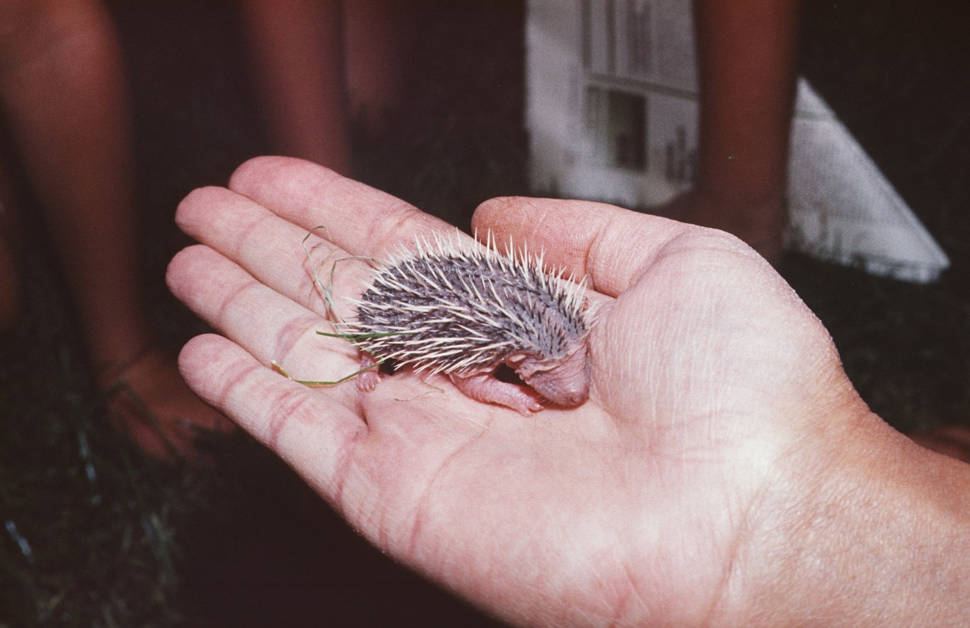 Einen Igel im Garten ansiedeln & Den Garten irgelfreundlich gestalten