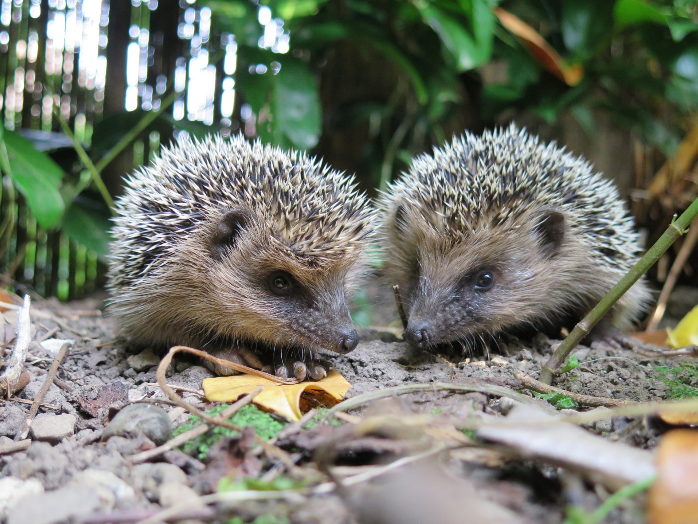 Einen Igel im Garten ansiedeln & Den Garten