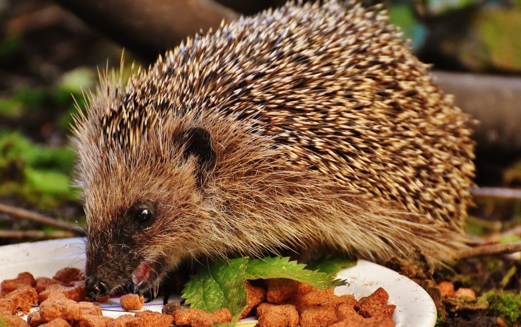 Katzenfutter für den Igel
