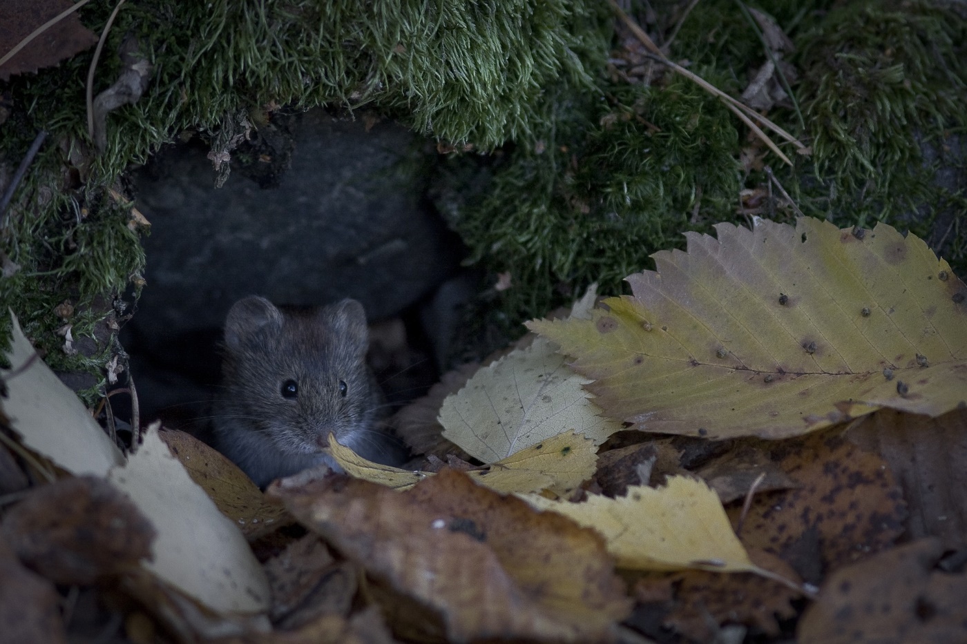 Wühlmäuse im Hochbeet Mit Wühlmauswolfsmilch und Wühlmausgitter die