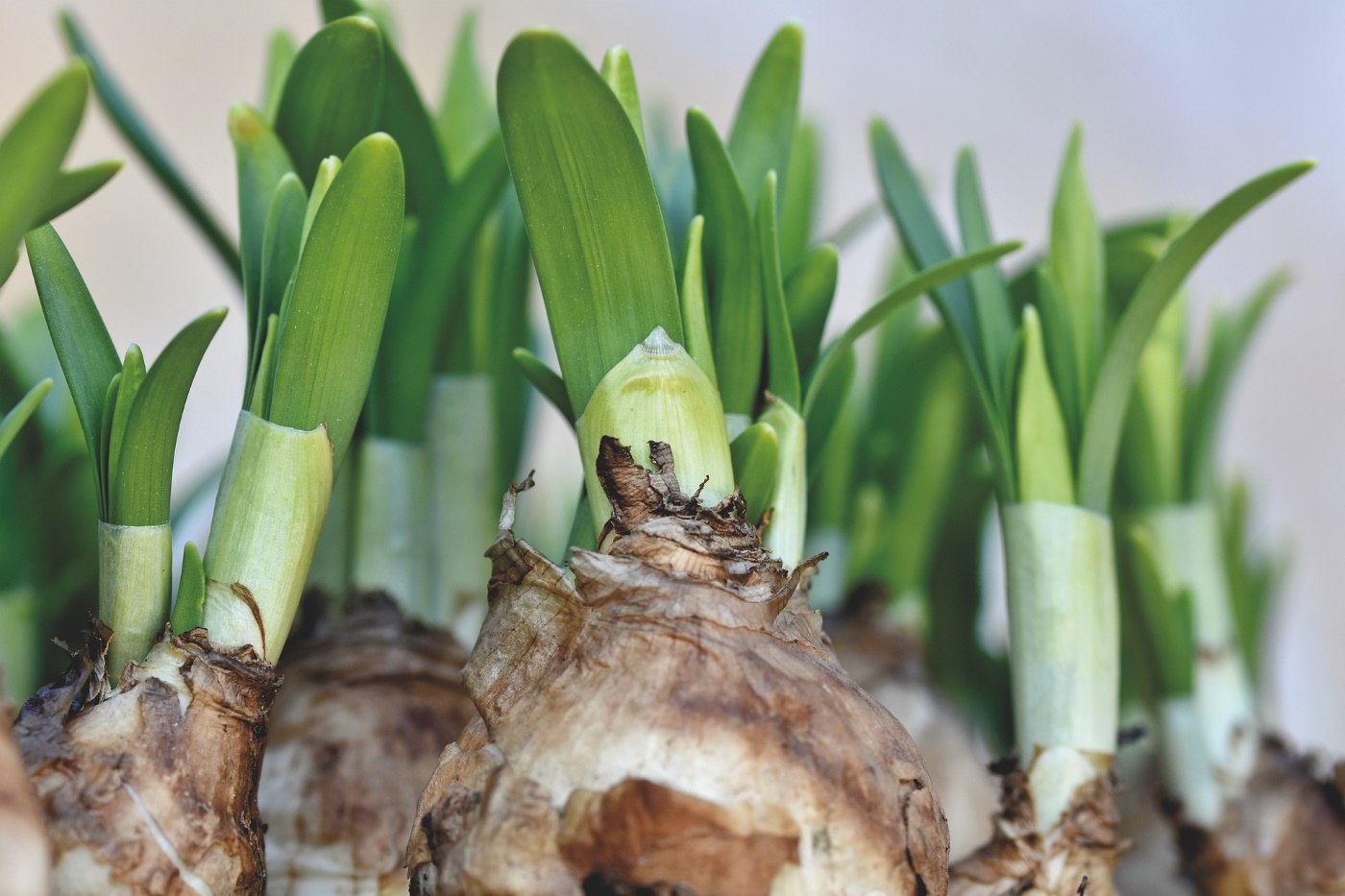 Blumenzwiebel richtig pflanzen Tipps aus der Praxis Garten Wissen