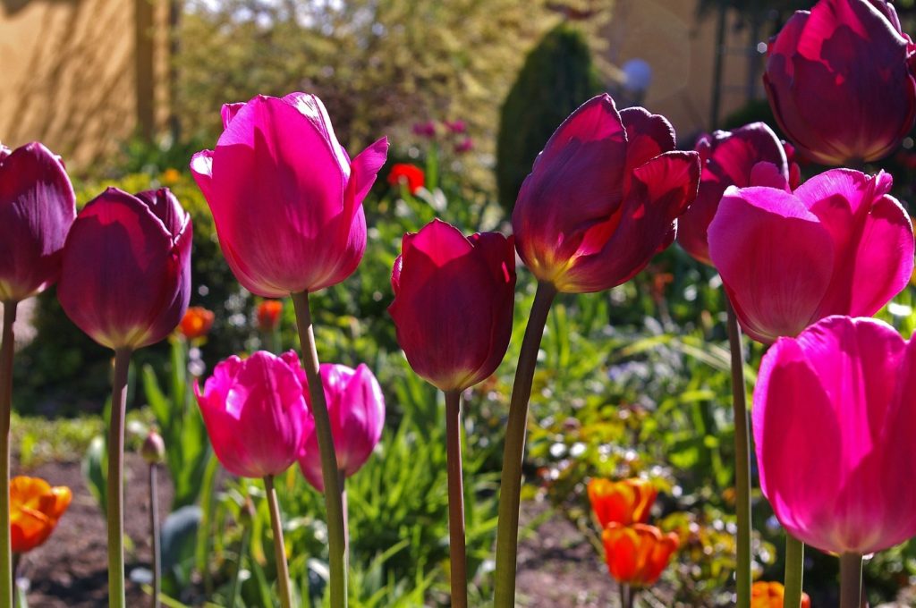 Tulpen Blumenzwiebel