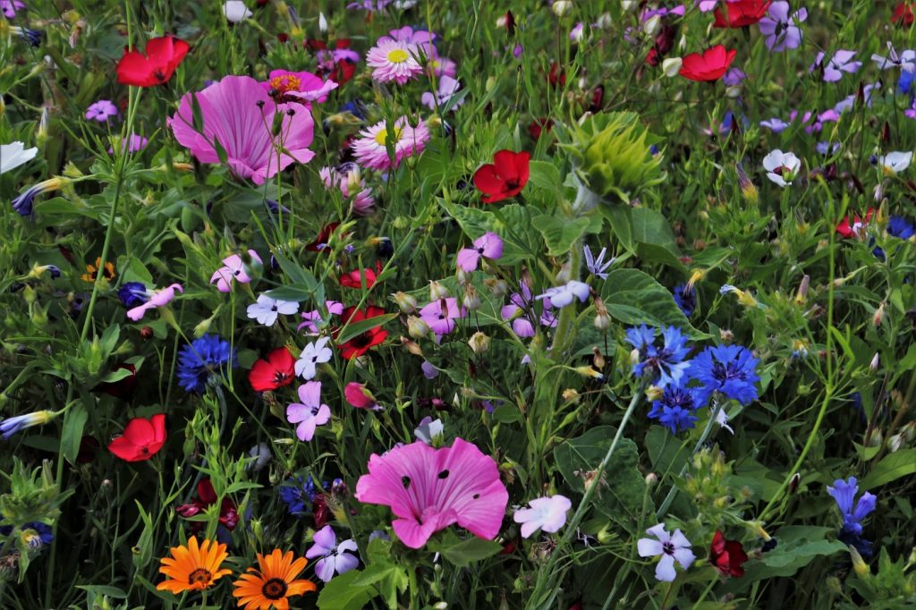 Sommerblumen als Geschenk