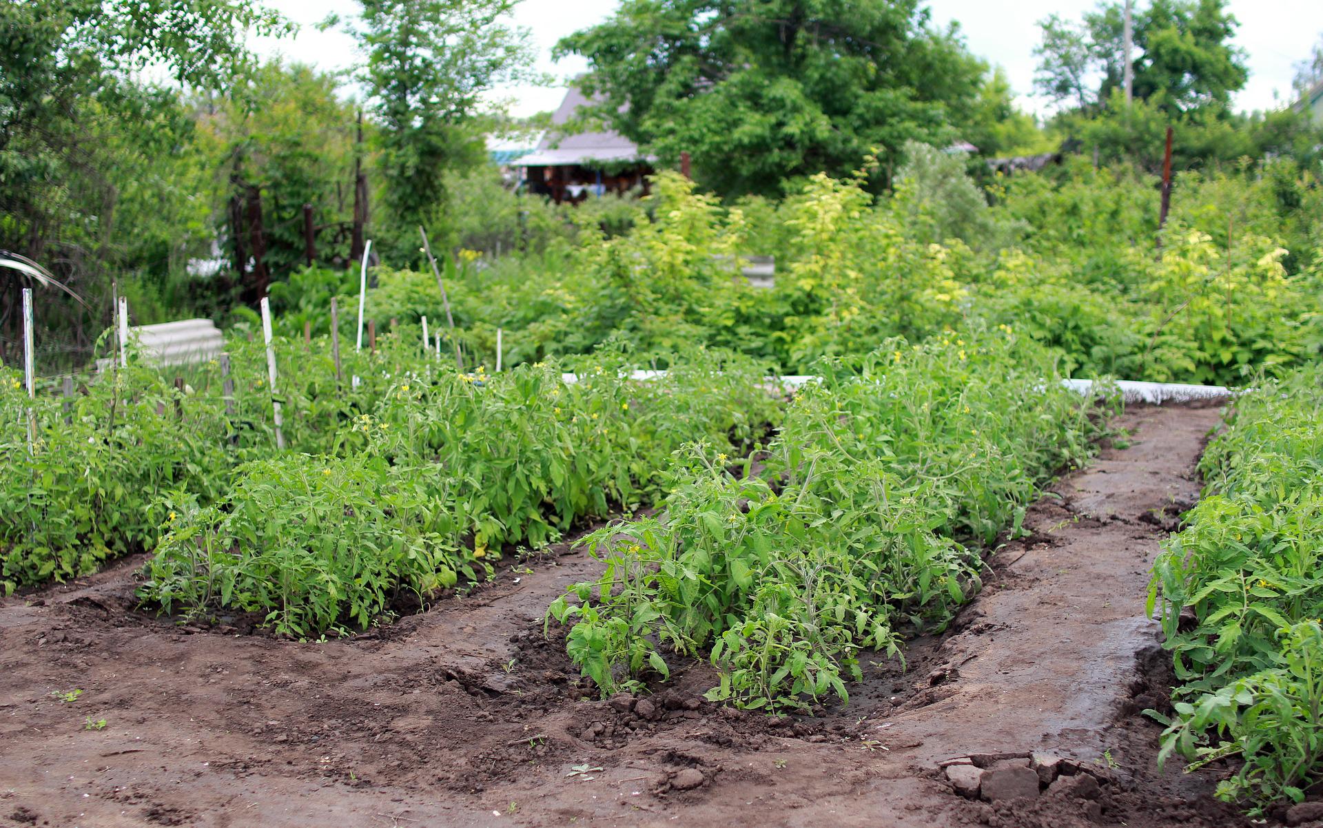 Tomaten pflanzen So macht man es richtig! Garten Wissen