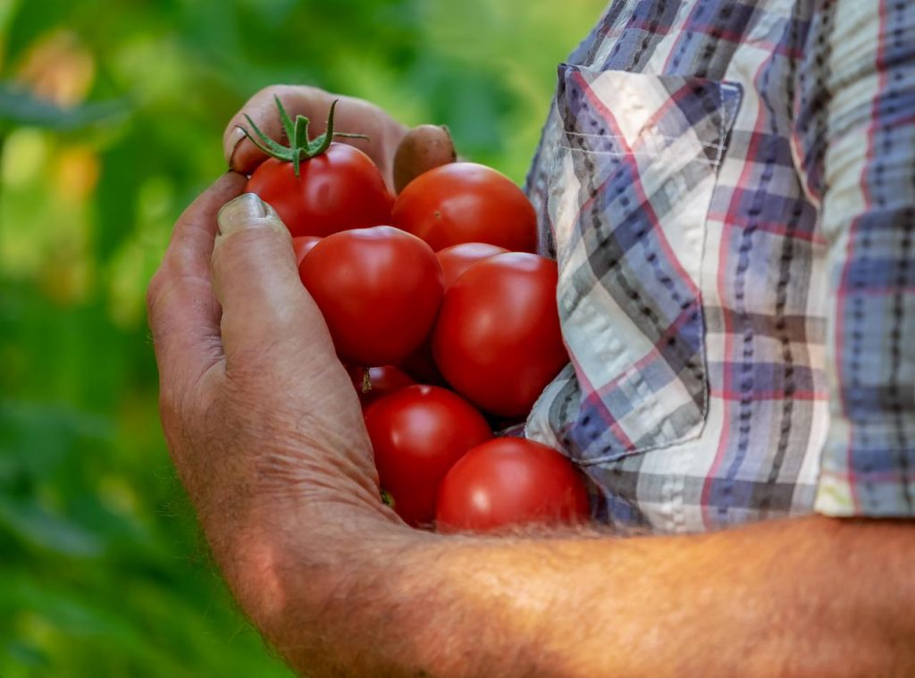 Tomaten ernten