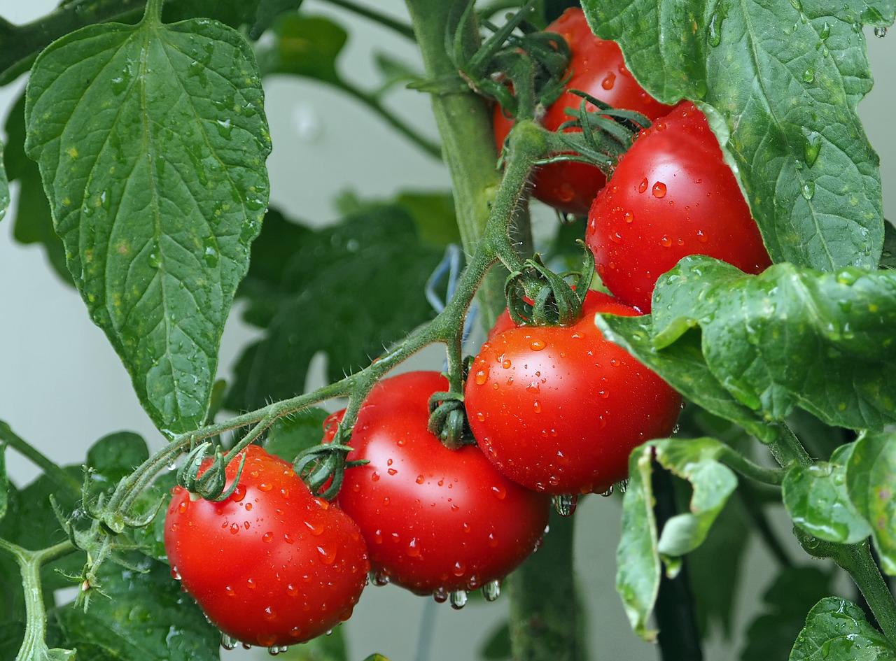 Tomaten pflanzen So macht man es richtig! Garten Wissen