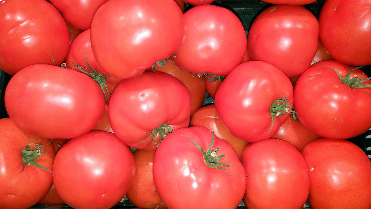 Wie bekommt man kräftige Tomatenpflanzen? Garten Wissen