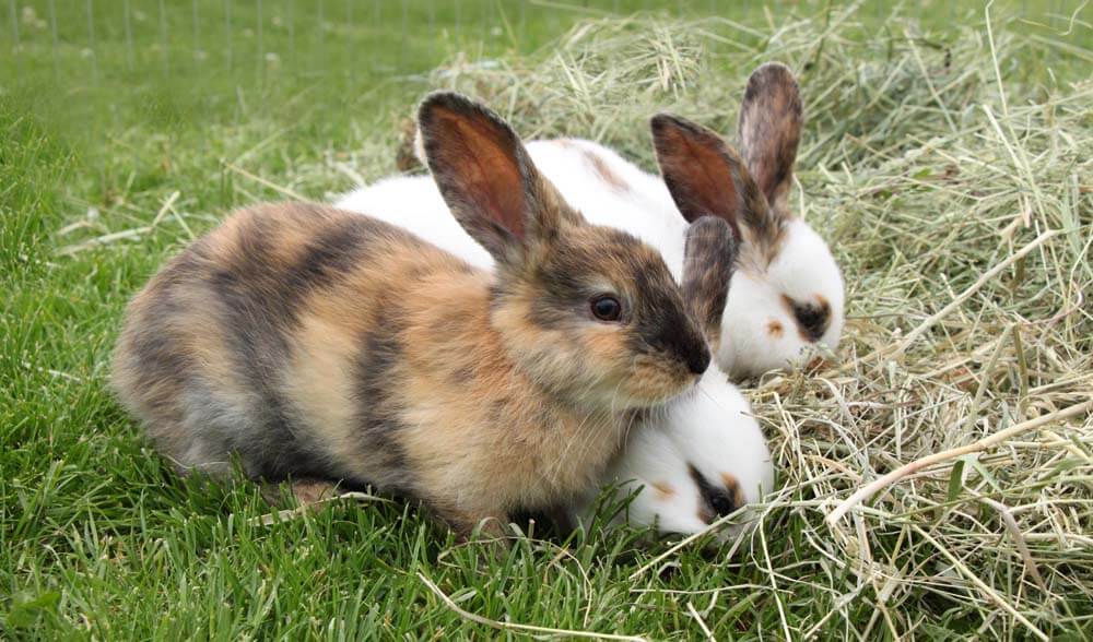 Die richtige Haltung von Kaninchen im Garten Garten Wissen