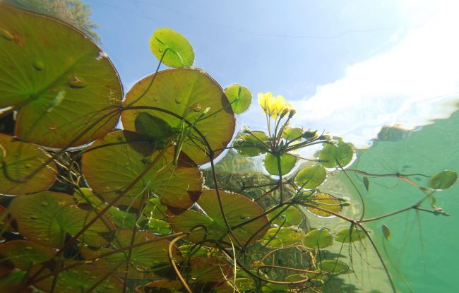 Zeolith im Gartenteich Die natürliche Art der Wasseraufbereitung