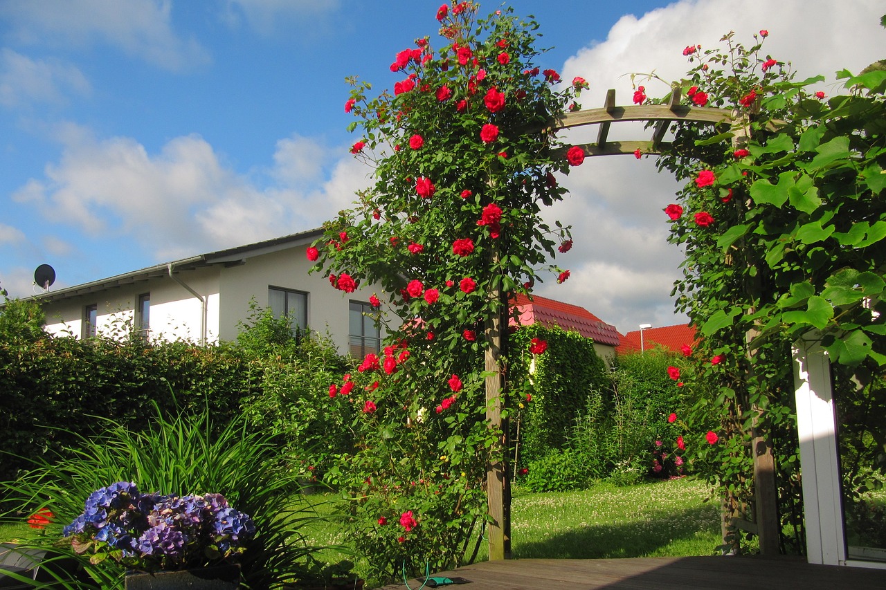 5 Pflanzen, die den Rosenbogen zum Blten bringen | Garten Wissen