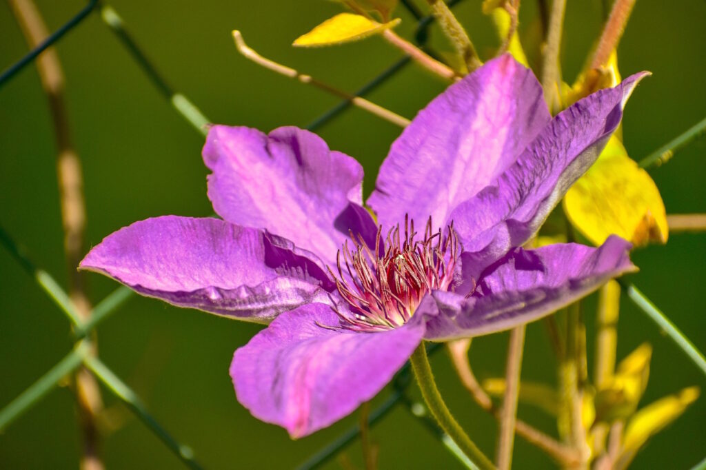 Das Foto zeigt die lilafarbene Blüte der Clematis