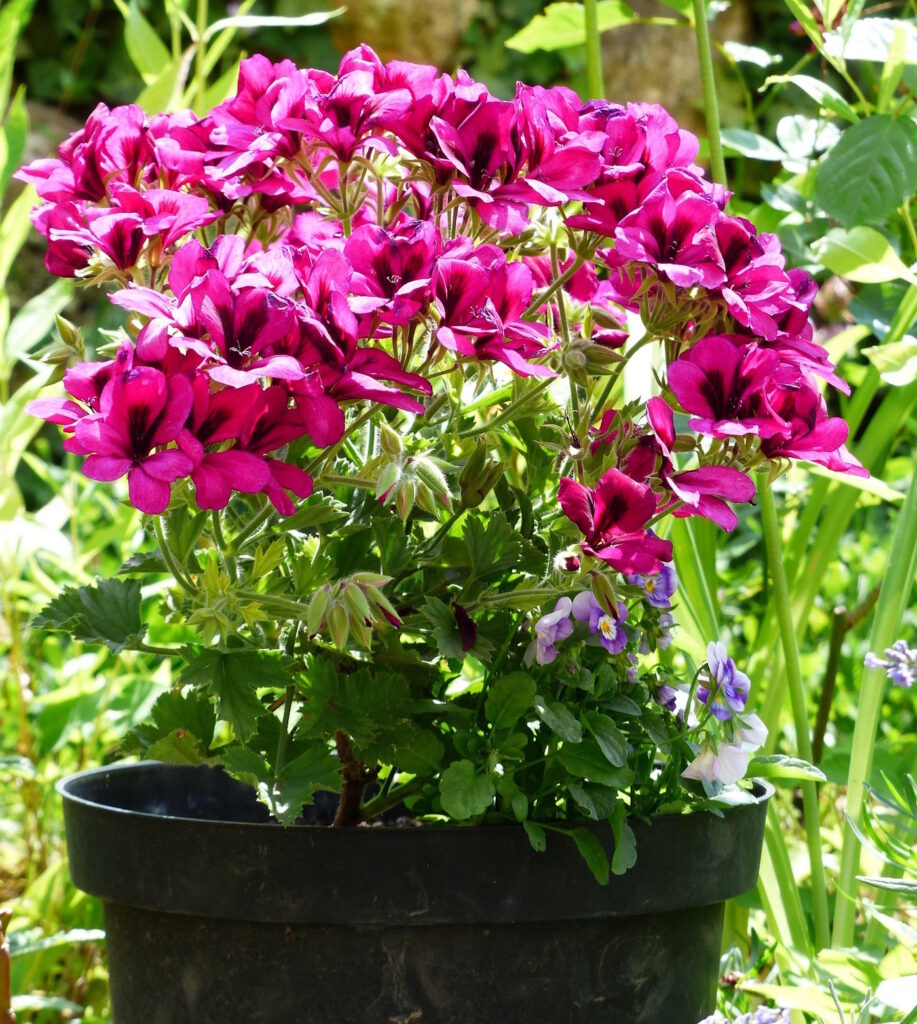 Das Foto zeigt Geranien in einem Blumentopf