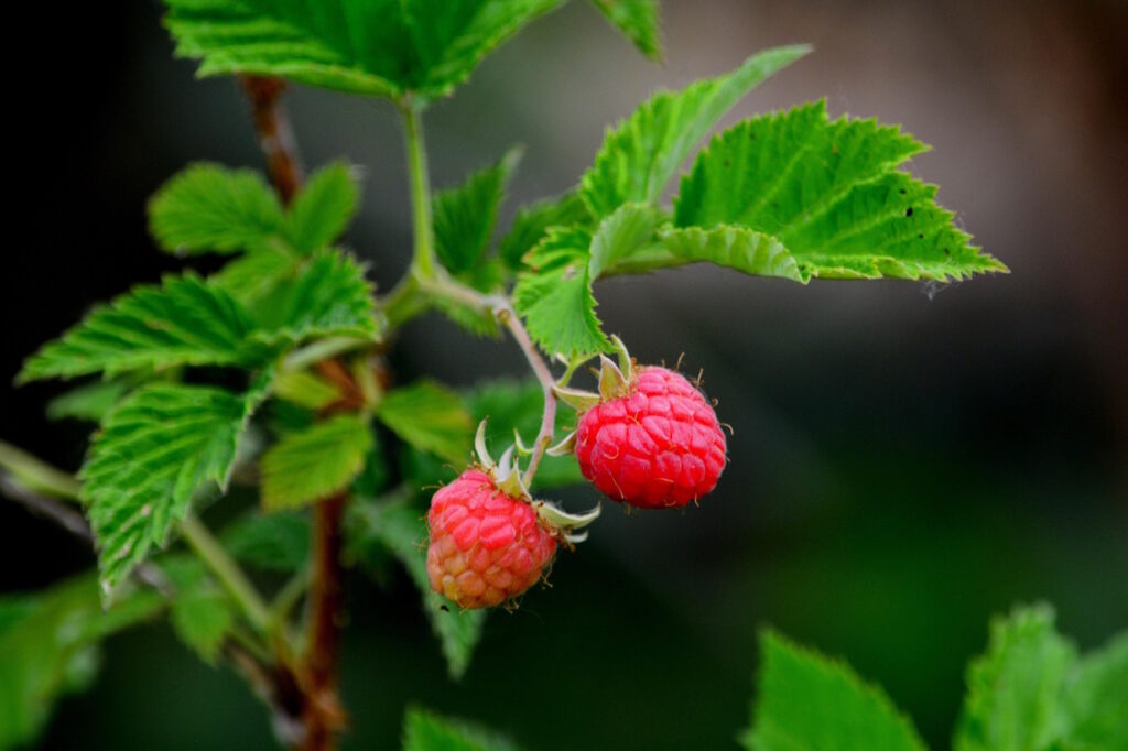 Das Foto zeigt zwei rote Himbeeren am Strauch