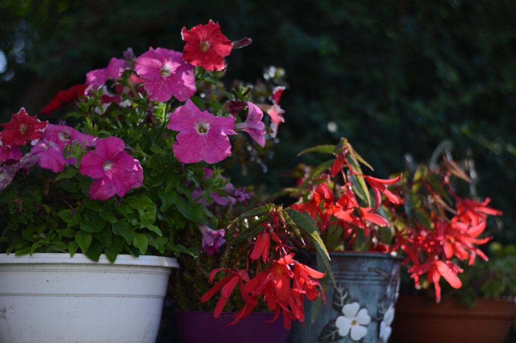 Das Foto zeigt Petunien im Pflanzkübel
