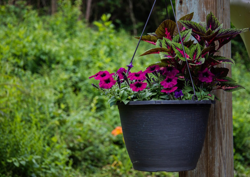 Das Foto zeigt einen hängenden Blumenkübel mit Blumen
