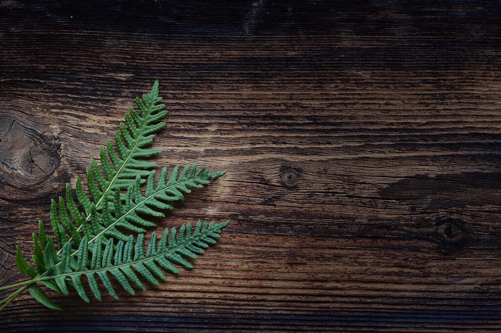 Das Foto zeigt dunkelbraune Dielen mit Farn
