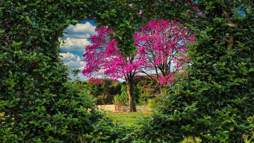 Das Foto zeigt eine Hecke. Es wurde ein herz herausgeschnitten, durch das man hindurchschauen kann