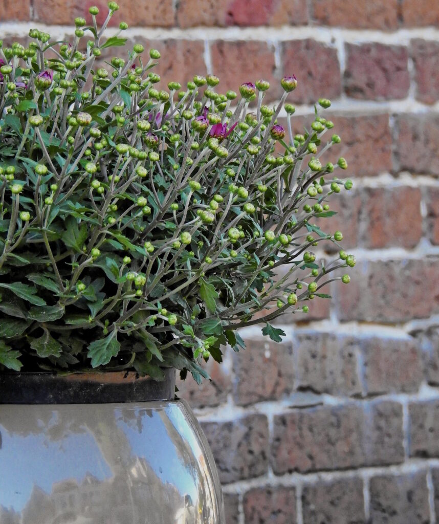 Das Foto zeigt eine Kübelpflanze