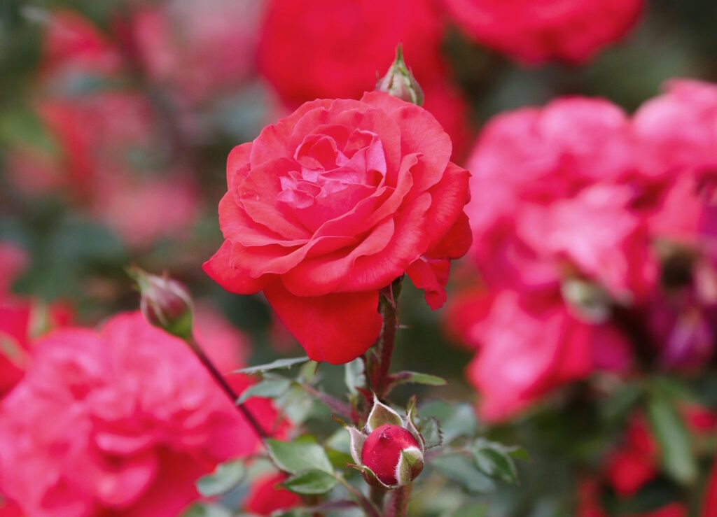 Das Foto zeigt gefüllte Rosen