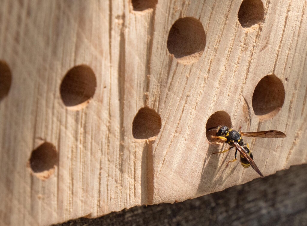 Das Foto zeigt eine Wildbiene am Insektenhotel
