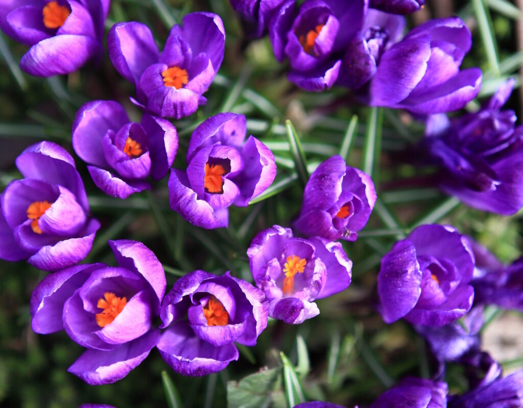 Das Foto zeigt Krokusse