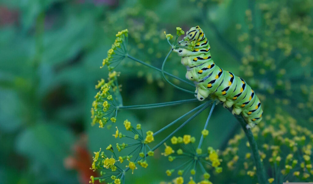 Das Foto zeigt eine Raupe auf einer Blume