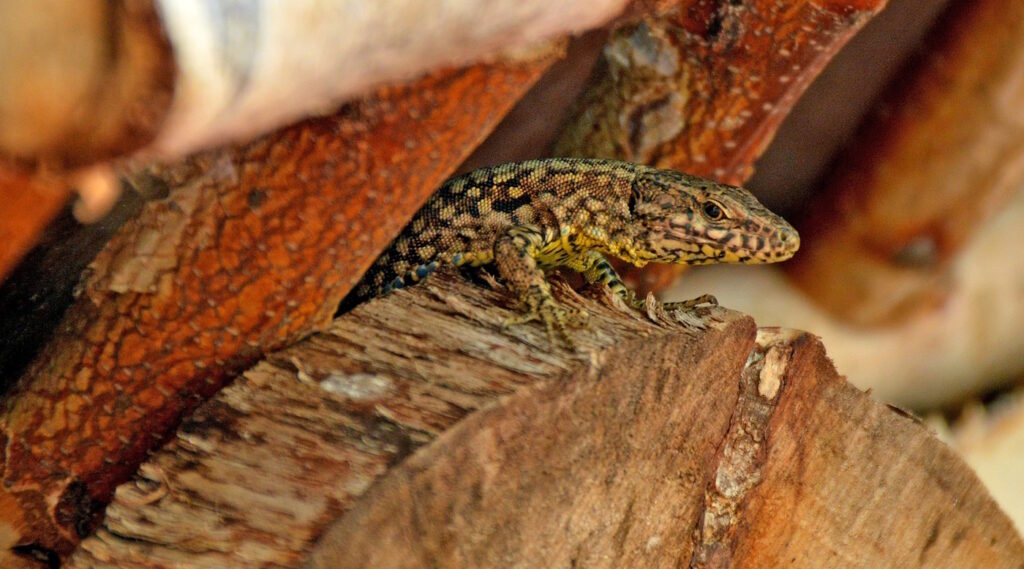 Das Foto zeigt einen Gecko in einem Totholzhaufen