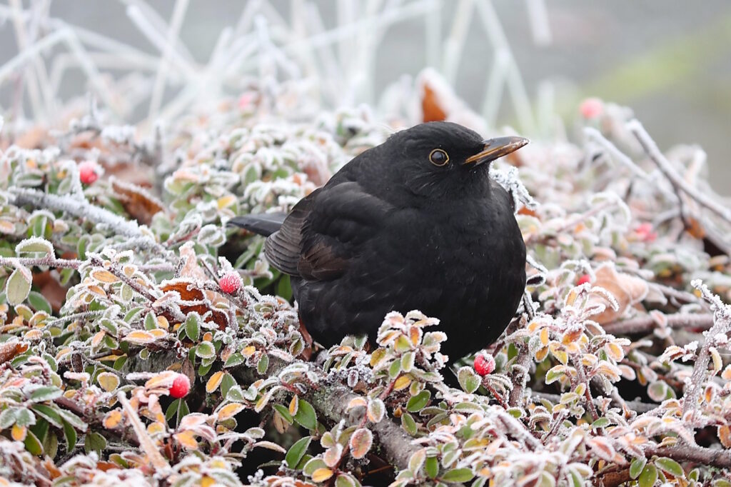 Das Foto zeigt einen Vogel in einer Hecke