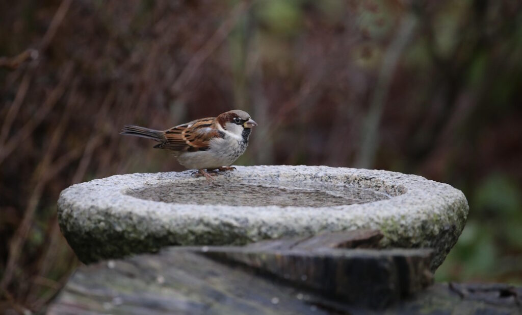 Das Foto zeigt einen Vogel in einer Wasserschale