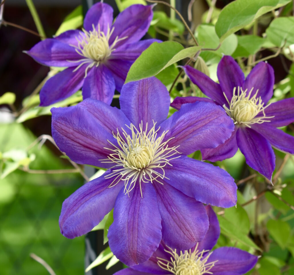 Das Foto zeigt lila farbene Clematis