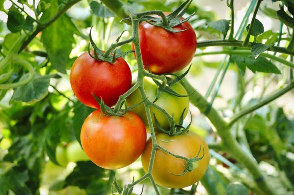 Das Foto zeigt halbreife Tomaten