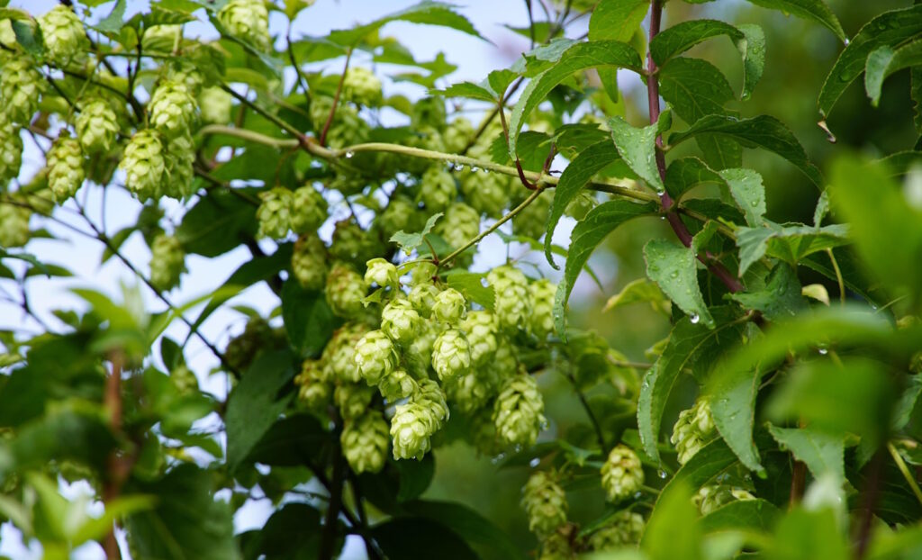 Das Foto zeigt Hopfen