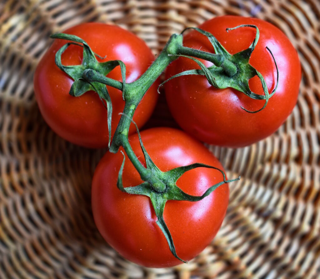Das Foto zeigt geerntete Tomaten