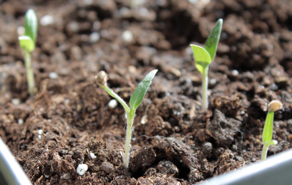 Das Foto zeigt Keimlinge von Tomatenpflanzen