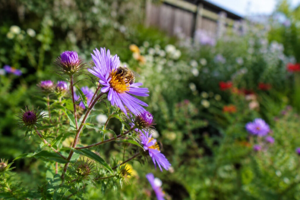 Das Foto zeigt eine Biene auf einer Blüte