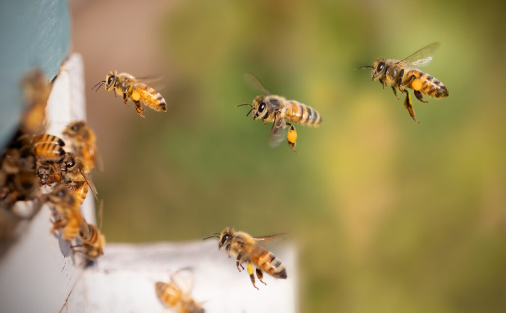 Das Foto zeigt fliegende Bienen