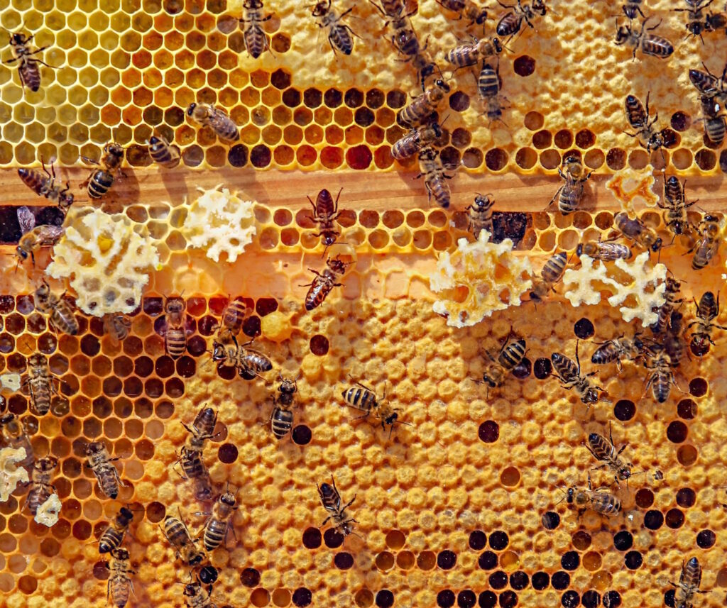 Das Foto zeigt Bienen an Waben
