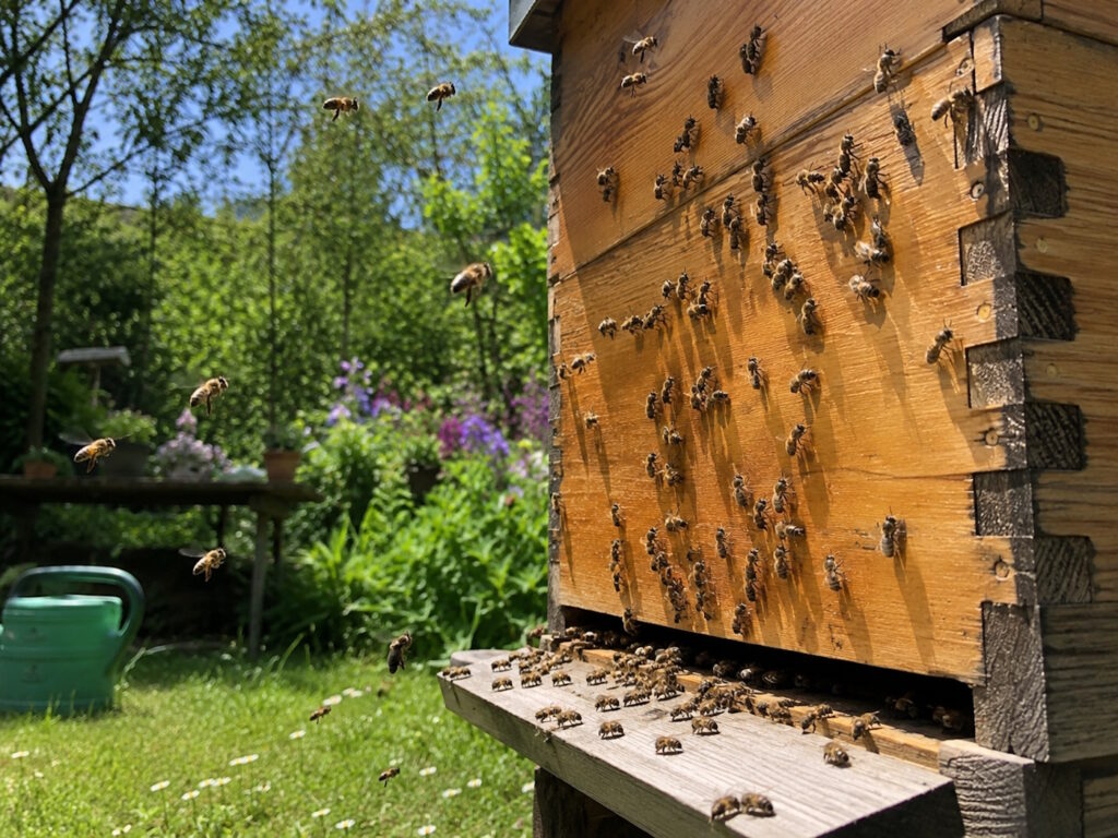 Das Foto zeigt einen Bienenstock
