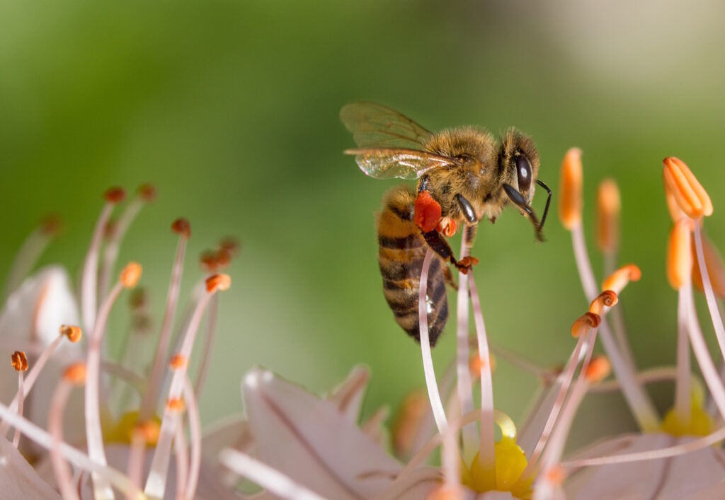Das Foto zeigt eine Biene, die nach Pollen sucht