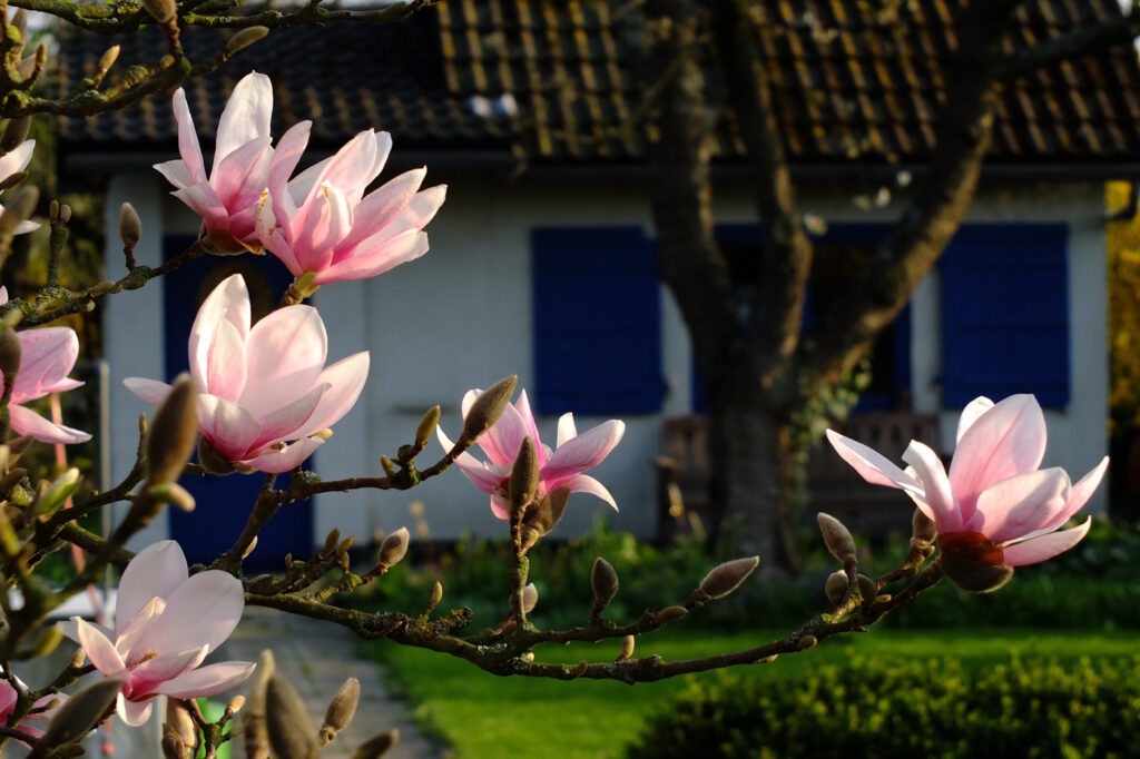 Das Foto zeigt einen gut einsehbaren Garten mit einem Gartenhaus