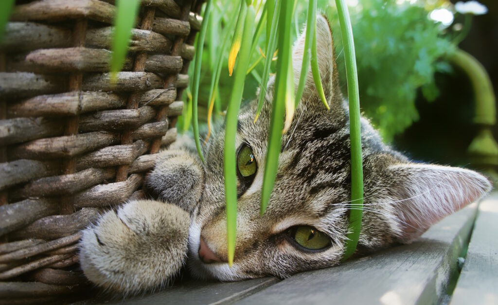 Das Foto zeigt eine Katze, die sich ausruht