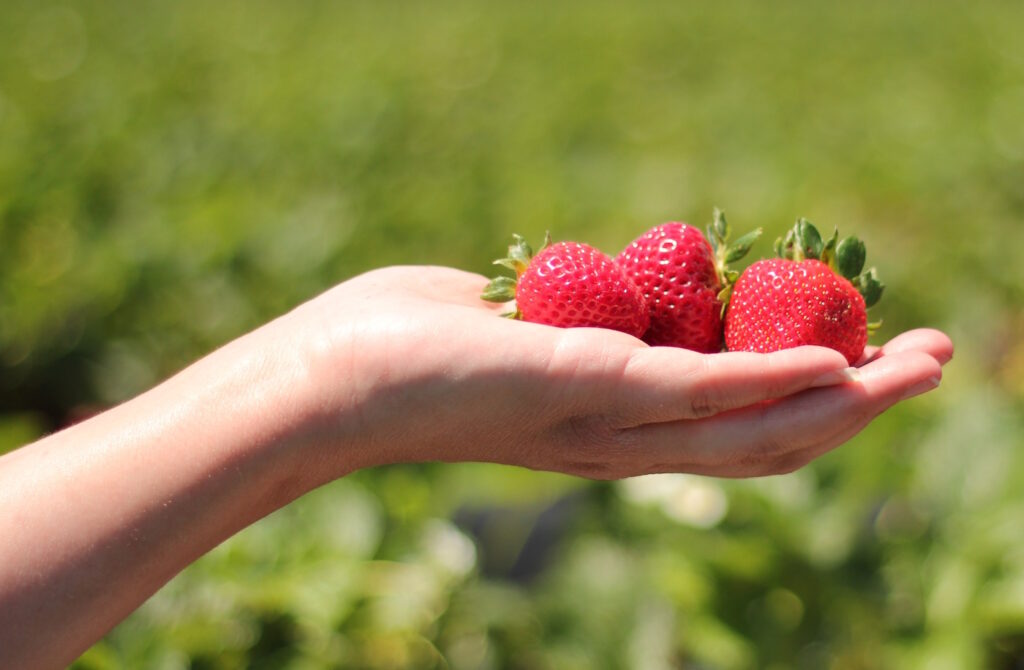 Das Foto zeigt eine Hand voll mit Erdbeeren